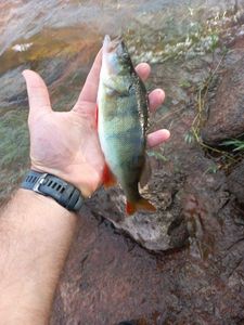 European Perch