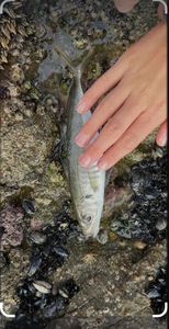 Atlantic Horse Mackerel