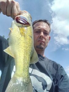 Largemouth Bass