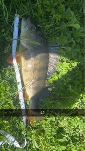European Perch