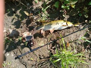 Barbel