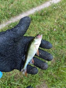 European Perch