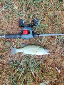 Largemouth Bass