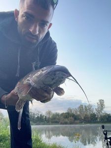 Black Bullhead