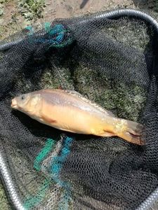 Mirror Carp