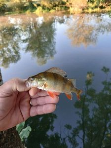 European Perch