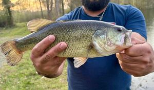 Smallmouth Bass