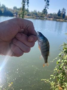 European Perch