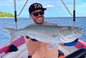 Green jobfish