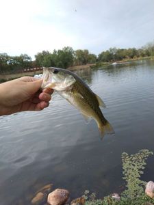 Largemouth Bass