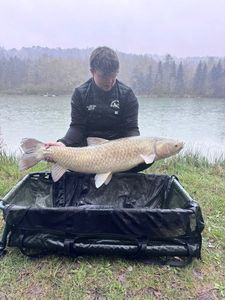 Grass Carp
