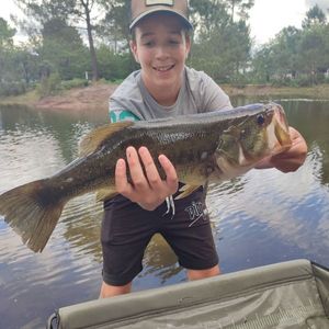 Largemouth Bass