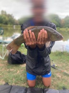 Tench