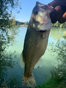 Largemouth Bass