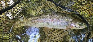 Rainbow Trout