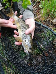 Brown Trout