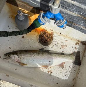 Rainbow Trout