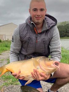 Mirror Carp