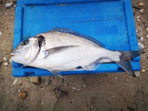 Gilthead Seabream