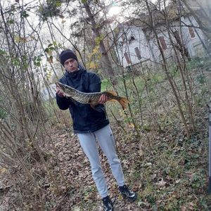 Northern Pike