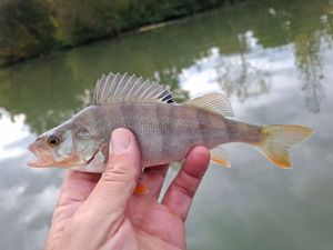 European Perch