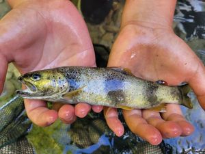 Brown Trout