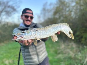 Northern Pike