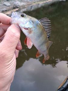 European Perch