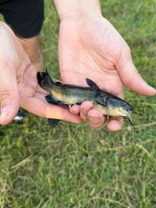 Black Bullhead