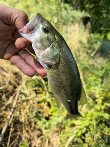 Largemouth Bass