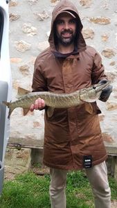 Northern Pike