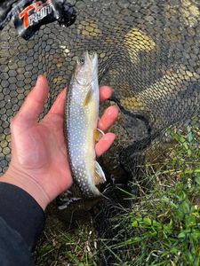 Brook Trout