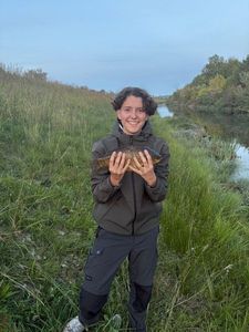 Crucian Carp