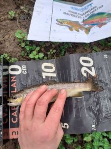 Brown Trout