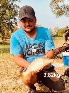 Common Carp