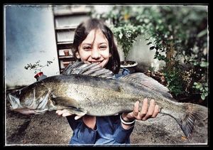 Zander