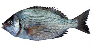 Black Seabream