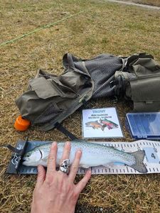 Rainbow Trout