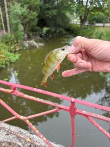 European Perch