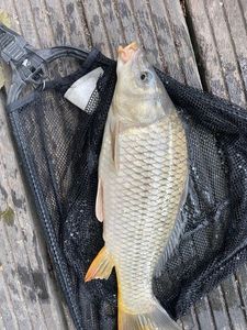 Common Carp