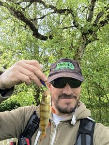 European Perch