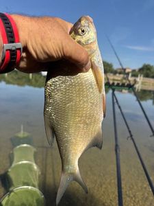 Blue Bream