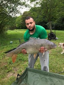 Common Carp