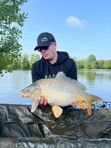 Common Carp