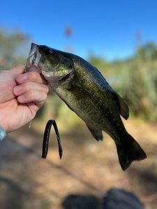 Largemouth Bass