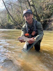 Brown Trout