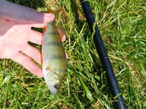 European Perch