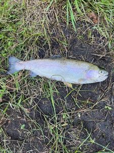 Lake Trout
