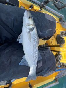 European Bass (Seabass)