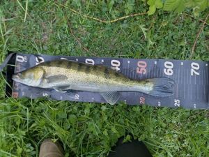 Zander